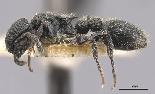 Procryptocerus regularis - CASENT0909257