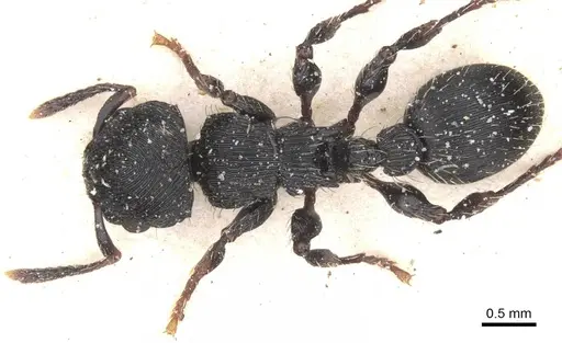 Procryptocerus regularis - CASENT0912586