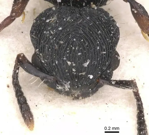 Procryptocerus regularis - CASENT0912586