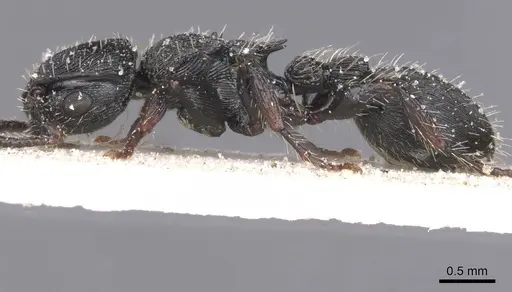 Procryptocerus regularis - CASENT0912586