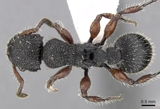 Procryptocerus rudis specimen