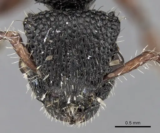 Procryptocerus rudis specimen