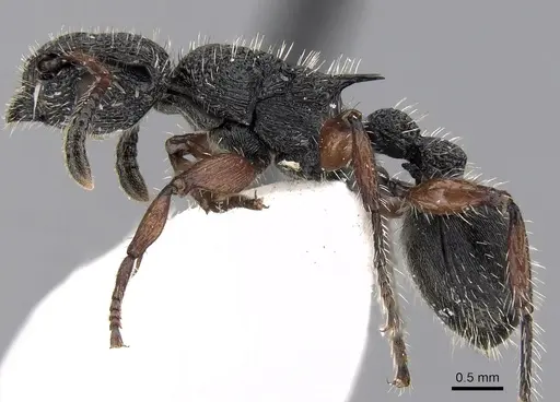 Procryptocerus rudis specimen