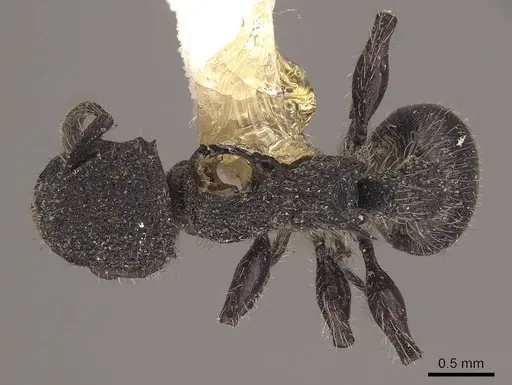 Procryptocerus rudis - CASENT0919593