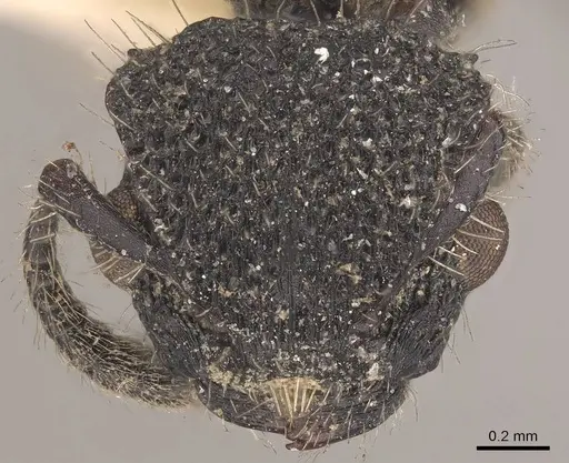 Procryptocerus rudis - CASENT0919593