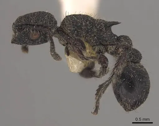 Procryptocerus rudis - CASENT0919593