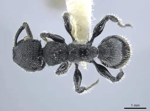 Procryptocerus rudis - JTLC000005554