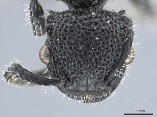 Procryptocerus rudis - JTLC000005554