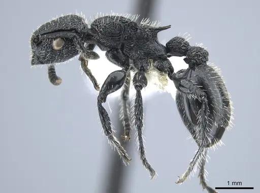 Procryptocerus rudis - JTLC000005554