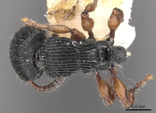 Procryptocerus sampaioi specimen