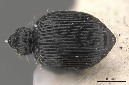 Procryptocerus sampaioi specimen