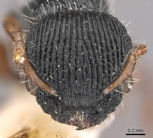 Procryptocerus sampaioi specimen