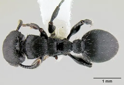 Procryptocerus scabriusculus specimen