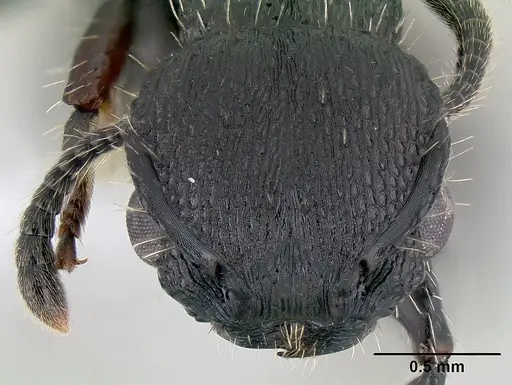 Procryptocerus scabriusculus specimen