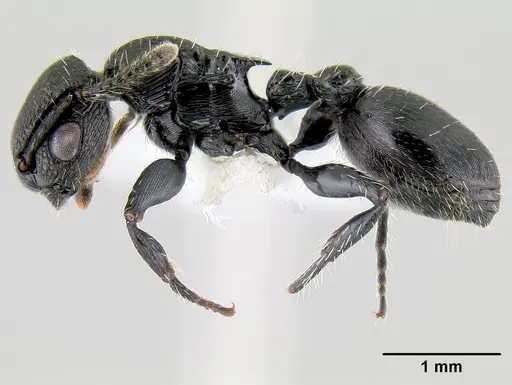 Procryptocerus scabriusculus specimen