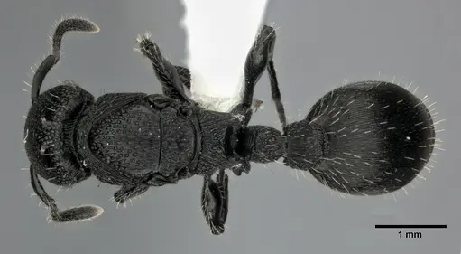 Procryptocerus scabriusculus - CASENT0246127