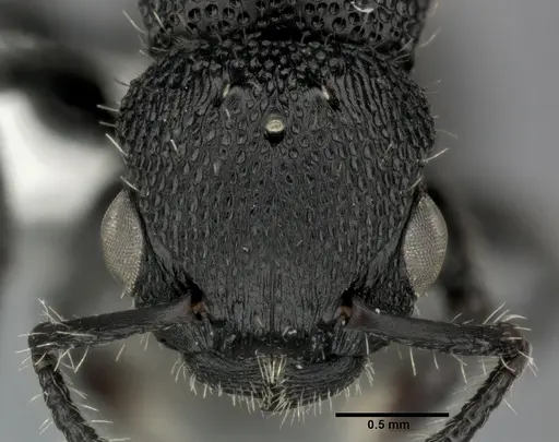 Procryptocerus scabriusculus - CASENT0246127