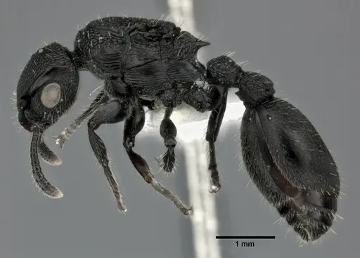 Procryptocerus scabriusculus - CASENT0246127
