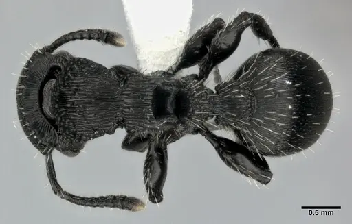 Procryptocerus scabriusculus - CASENT0246128