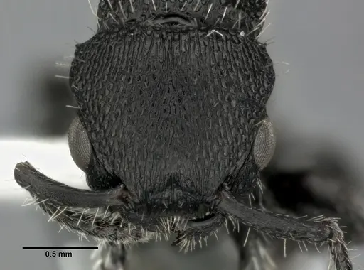 Procryptocerus scabriusculus - CASENT0246128