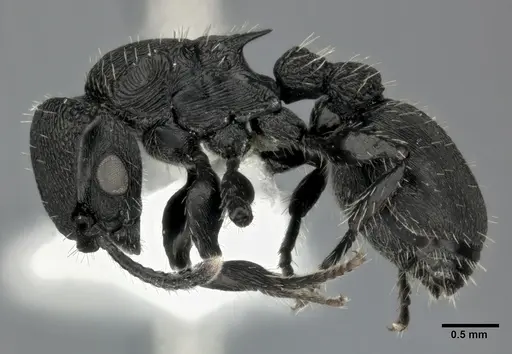 Procryptocerus scabriusculus - CASENT0246128