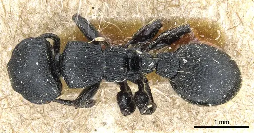 Procryptocerus scabriusculus - CASENT0904888