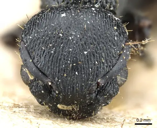 Procryptocerus scabriusculus - CASENT0904888