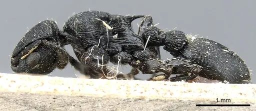 Procryptocerus scabriusculus - CASENT0904888