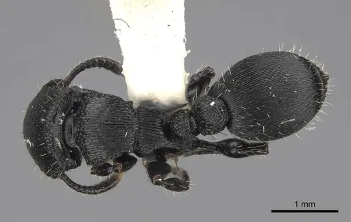 Procryptocerus scabriusculus - CASENT0914489