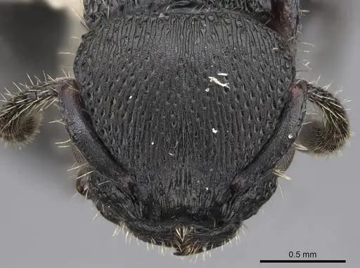 Procryptocerus scabriusculus - CASENT0914489