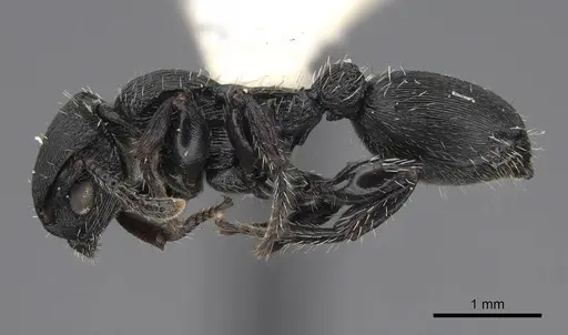 Procryptocerus scabriusculus - CASENT0914489