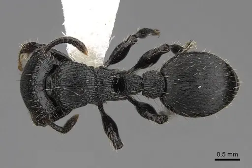 Procryptocerus scabriusculus - CASENT0922627