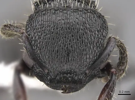 Procryptocerus scabriusculus - CASENT0922627