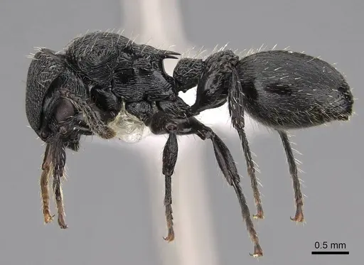 Procryptocerus scabriusculus - CASENT0922627
