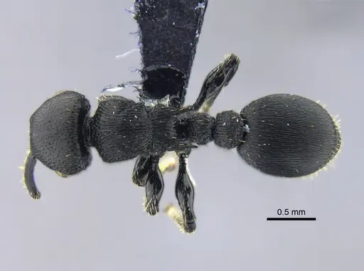 Procryptocerus scabriusculus - CBUMAGENT40424