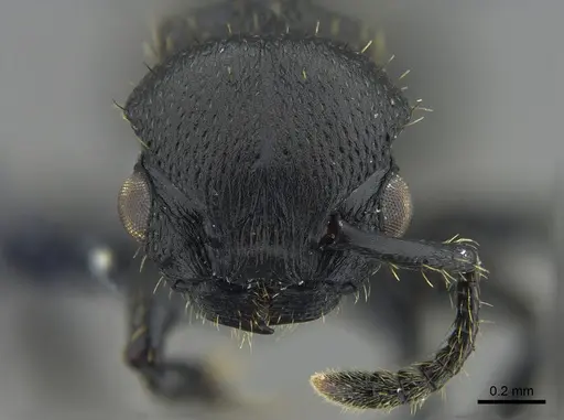 Procryptocerus scabriusculus - CBUMAGENT40424