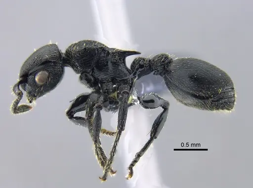 Procryptocerus scabriusculus - CBUMAGENT40424