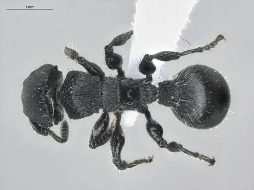 Procryptocerus scabriusculus - ECOFOG-IT14-0815-83