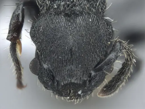 Procryptocerus scabriusculus - ECOFOG-IT14-0815-83