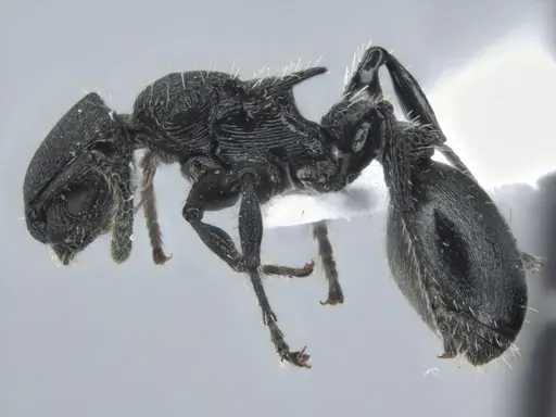 Procryptocerus scabriusculus - ECOFOG-IT14-0815-83