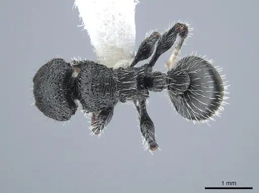 Procryptocerus schmalzi specimen