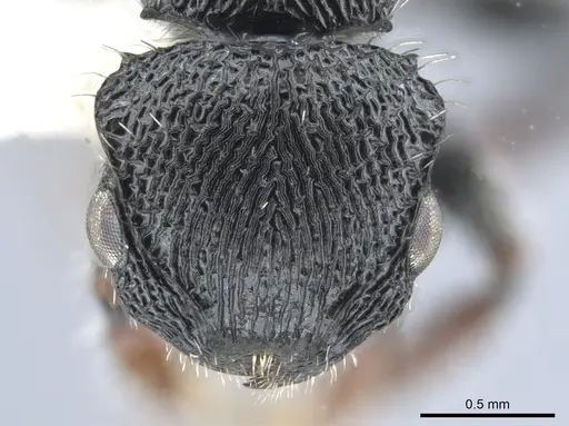 Procryptocerus schmalzi specimen