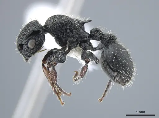 Procryptocerus schmalzi specimen