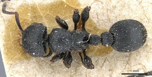 Procryptocerus schmalzi - CASENT0904887