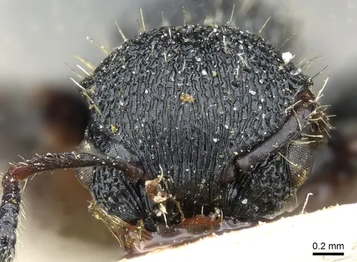 Procryptocerus schmalzi - CASENT0904887