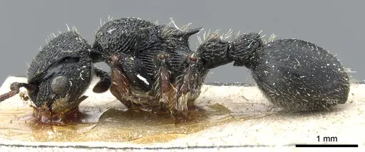 Procryptocerus schmalzi - CASENT0904887