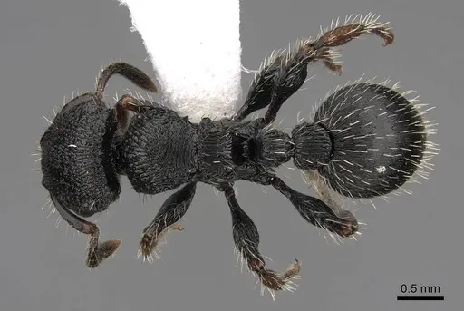 Procryptocerus schmalzi - CASENT0922628