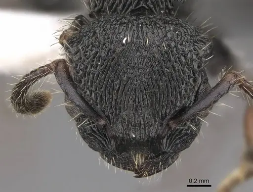 Procryptocerus schmalzi - CASENT0922628