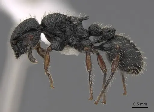 Procryptocerus schmalzi - CASENT0922628