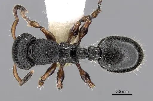 Procryptocerus schmitti specimen